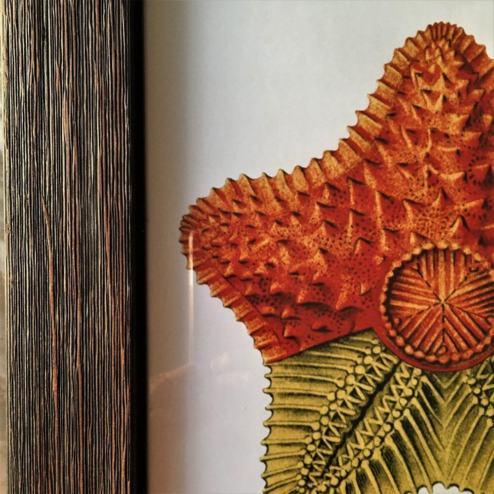 SEA STAR FRAMED PRINT